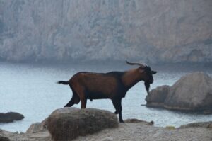 Cabras salvajes en las costas de Mallorca