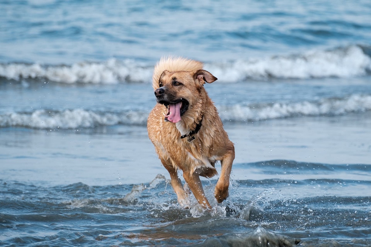Playas de Mallorca que admiten perros