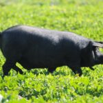 Animales autóctonos de Mallorca