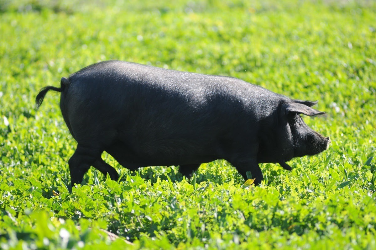 Animales autóctonos de Mallorca: razas y fauna de la isla