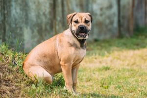 Ca de Bou: el perro autóctono de Mallorca