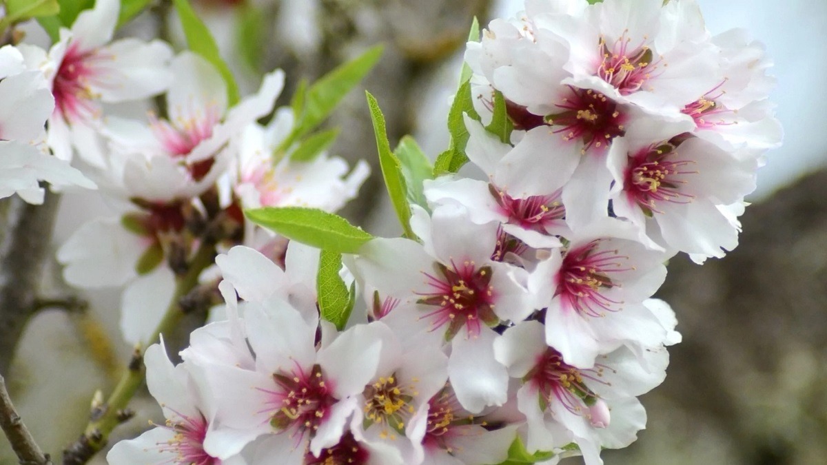 Perfumes de Mallorca