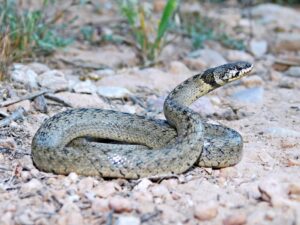 Serpientes en Mallorca: qué especies hay y si son peligrosas Serpientes en Mallorca – Especies y peligros