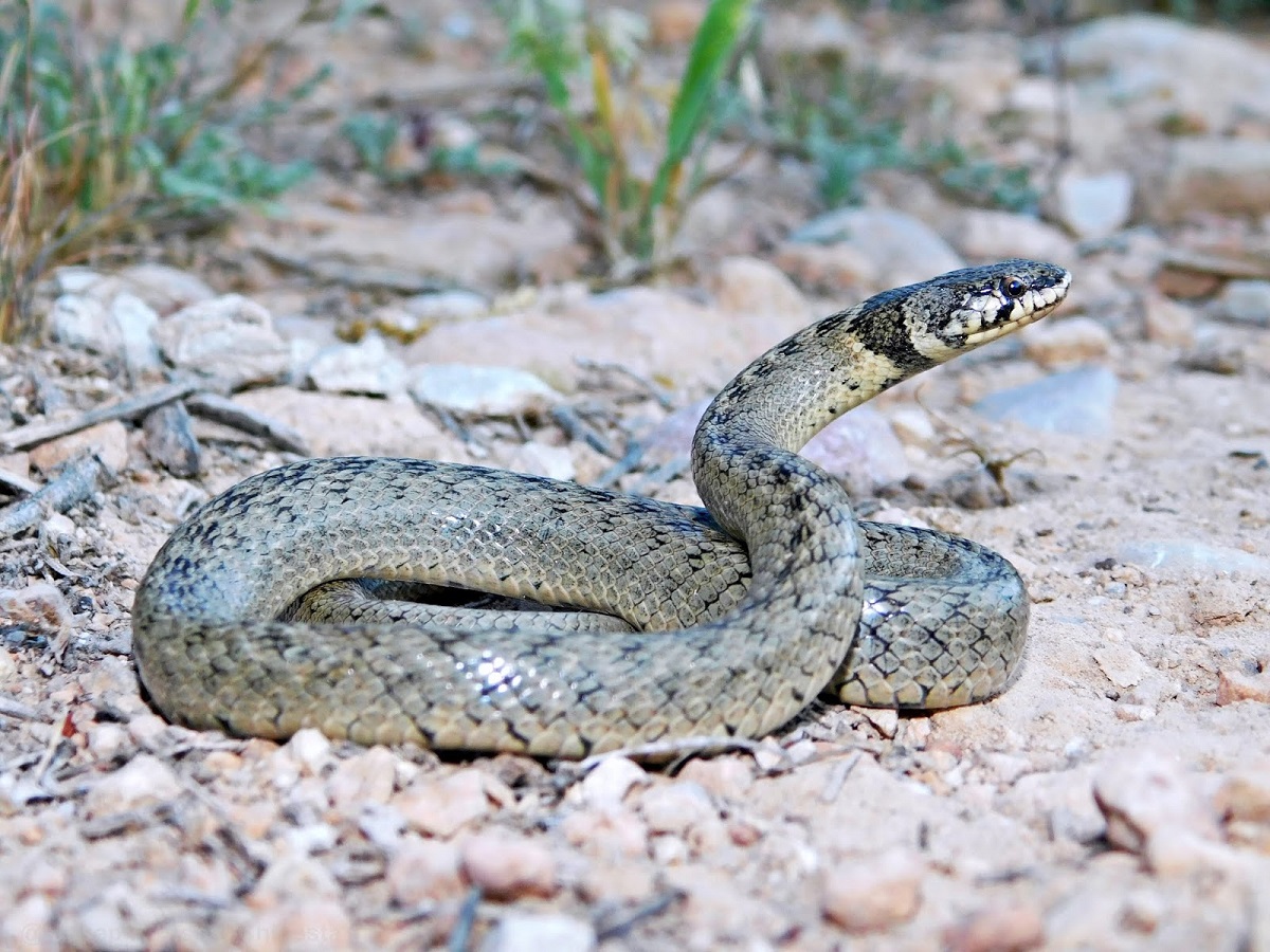 Serpientes en Mallorca – Especies y peligros