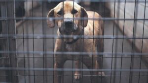 Adoptar un perro en Mallorca