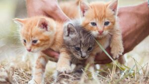 Adoptar un gato en Mallorca