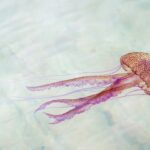 Medusa nadando en aguas transparentes de una playa de Mallorca
