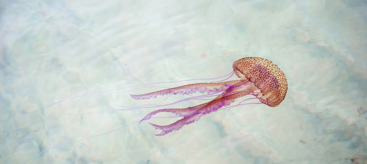 Medusa nadando en aguas transparentes de una playa de Mallorca